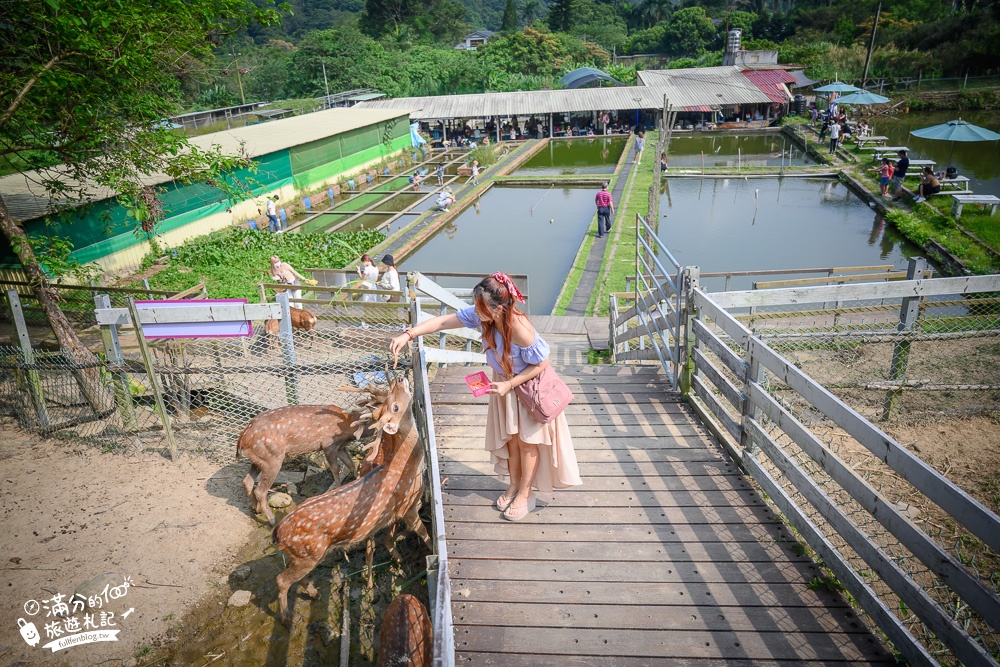 桃園【花鹿秘境李家摸蜆農場】大溪親子景點.餵水豚君梅花鹿.還能釣魚好玩耶!