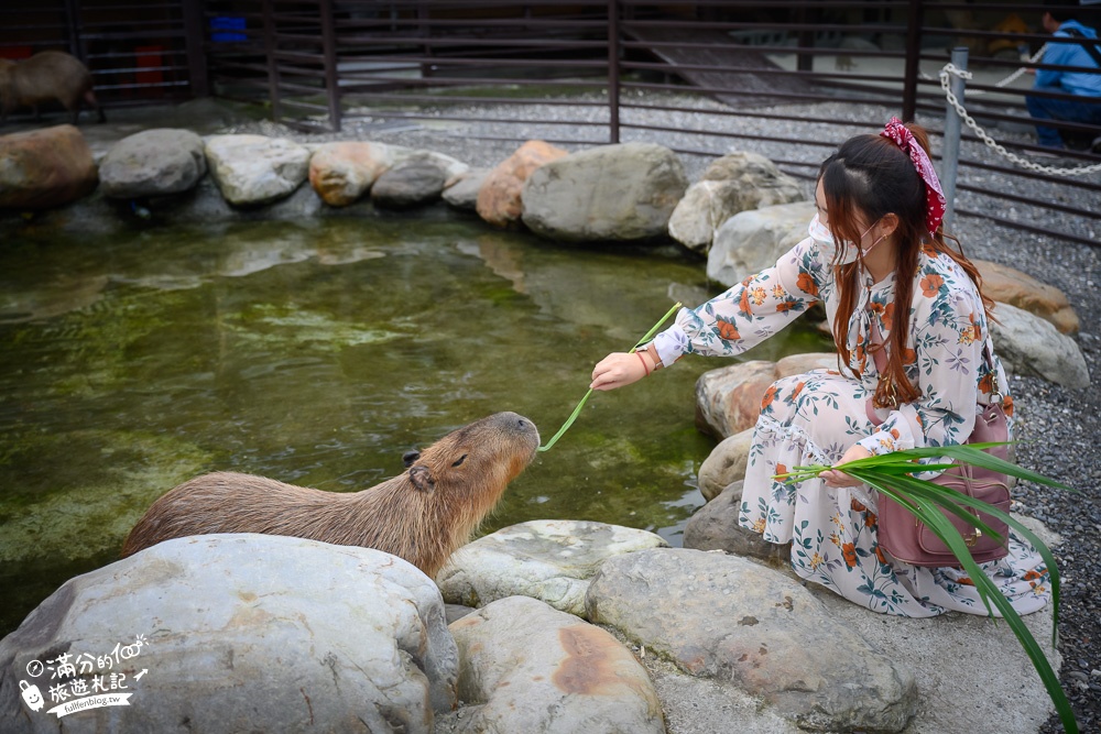 宜蘭景點|鹿爺爺|宜蘭餵鹿親子秘境,未滿2歲免費入園,看水豚泡澡,跳跳羊耍萌~還能喝咖啡下午茶!