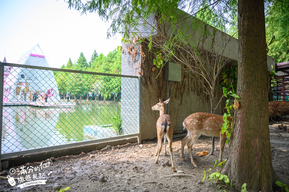 【雲林粉紅泡泡】古坑景觀餐廳.古坑粉紅城堡水上彩虹涼亭.餵梅花鹿.旋轉鞦韆浪漫滿分!