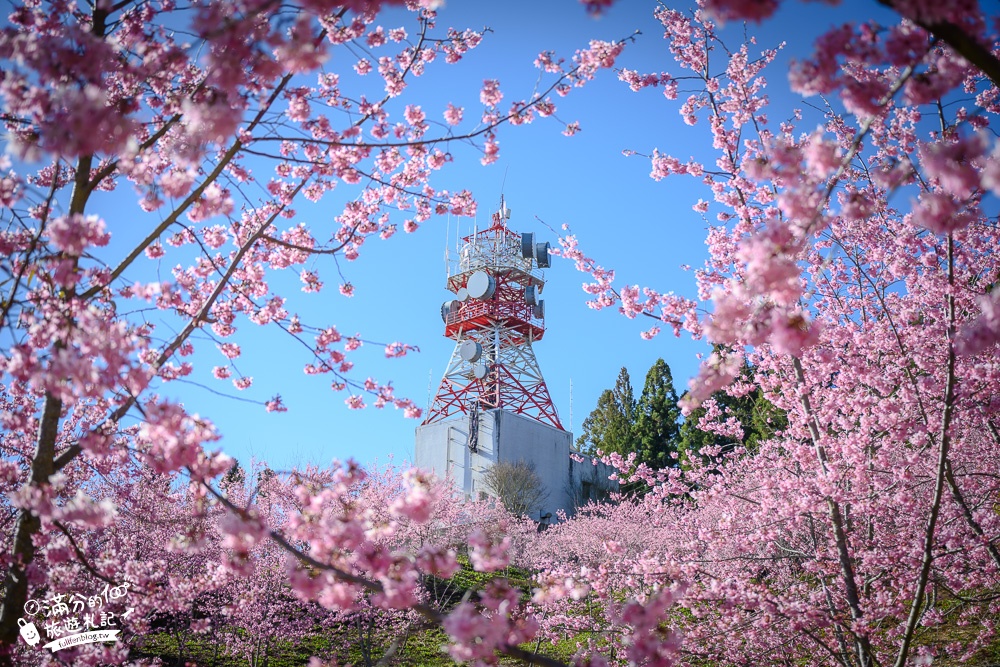 台中福壽山農場｜百櫻園賞櫻花.逛果園.遊客中心吃泡麵~最新雪山之丘飽覽群山之美,福壽山美景玩樂攻略!