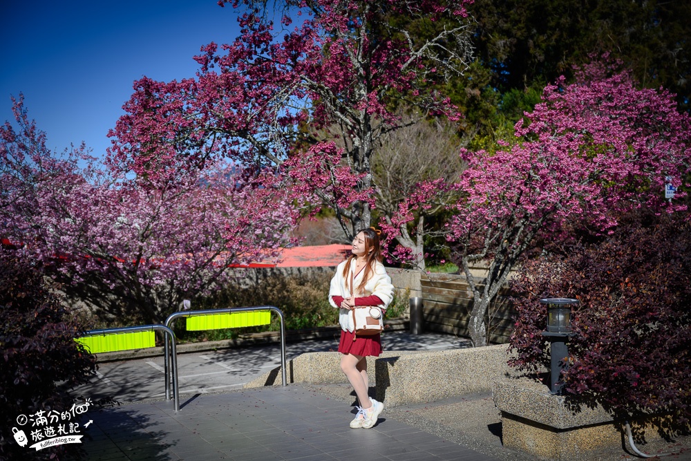 台中福壽山農場｜百櫻園賞櫻花.逛果園.遊客中心吃泡麵~最新雪山之丘飽覽群山之美,福壽山美景玩樂攻略!