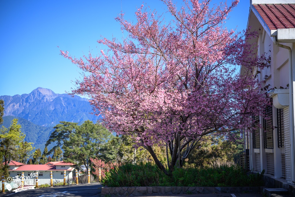 台中福壽山農場｜百櫻園賞櫻花.逛果園.遊客中心吃泡麵~最新雪山之丘飽覽群山之美,福壽山美景玩樂攻略!