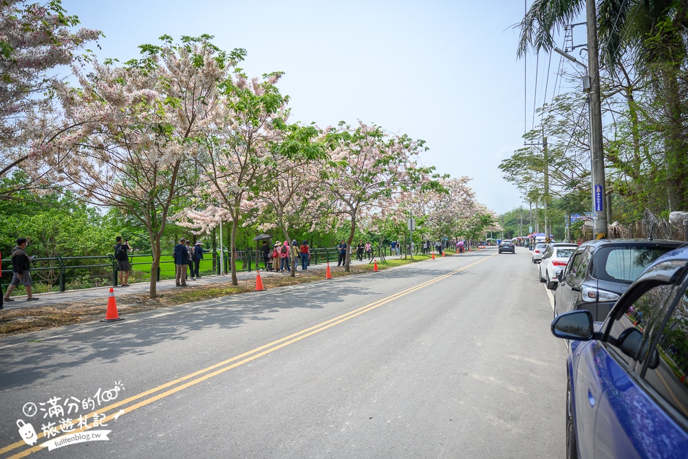 【2024彰化二水花旗木鐵道】最新花況,平地火車帶櫻花這裡拍,彰化花旗木粉紅步道火車風光!