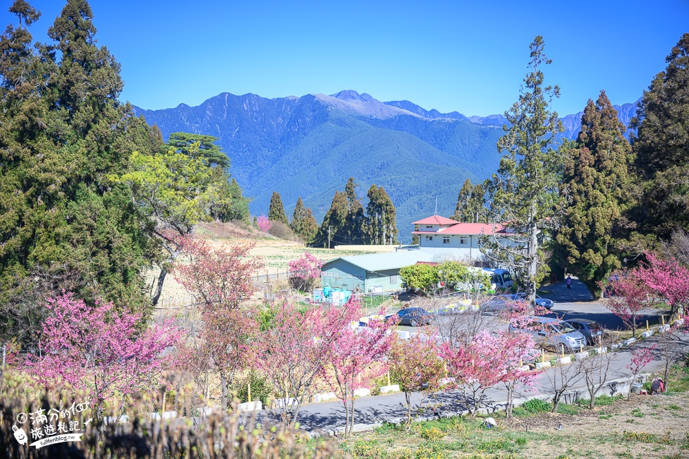 台中福壽山農場｜百櫻園賞櫻花.逛果園.遊客中心吃泡麵~最新雪山之丘飽覽群山之美,福壽山美景玩樂攻略!