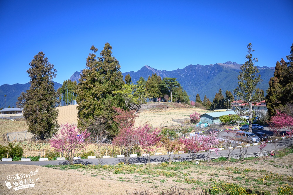 台中福壽山農場｜百櫻園賞櫻花.逛果園.遊客中心吃泡麵~最新雪山之丘飽覽群山之美,福壽山美景玩樂攻略!