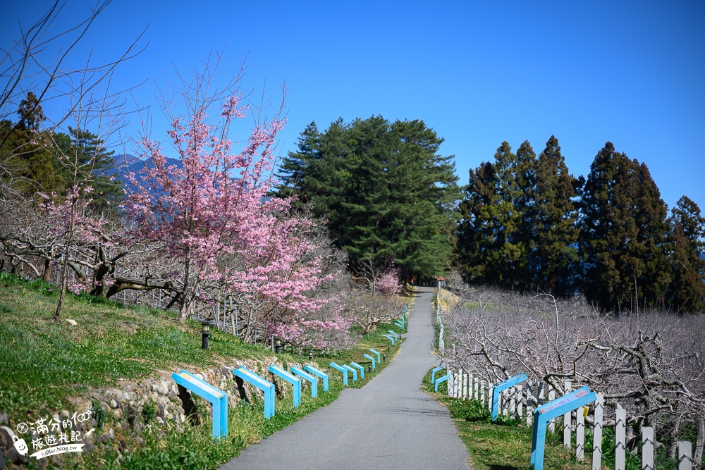 台中福壽山農場｜百櫻園賞櫻花.逛果園.遊客中心吃泡麵~最新雪山之丘飽覽群山之美,福壽山美景玩樂攻略!