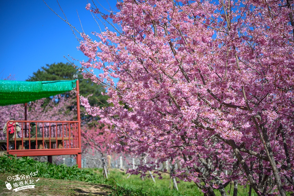 台中福壽山農場｜百櫻園賞櫻花.逛果園.遊客中心吃泡麵~最新雪山之丘飽覽群山之美,福壽山美景玩樂攻略!