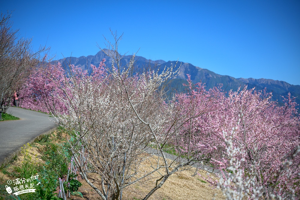 台中福壽山農場｜百櫻園賞櫻花.逛果園.遊客中心吃泡麵~最新雪山之丘飽覽群山之美,福壽山美景玩樂攻略!