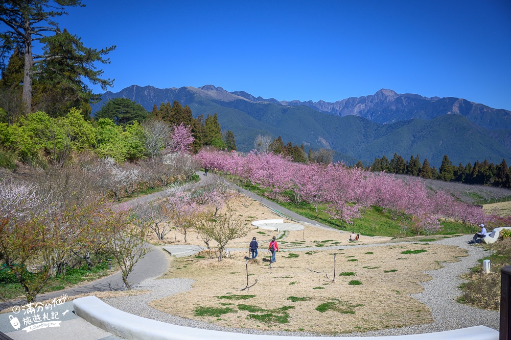 台中福壽山農場｜百櫻園賞櫻花.逛果園.遊客中心吃泡麵~最新雪山之丘飽覽群山之美,福壽山美景玩樂攻略!