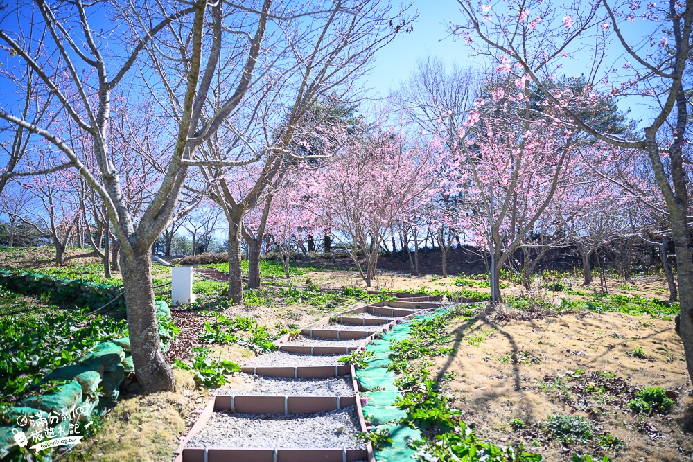 台中福壽山農場｜百櫻園賞櫻花.逛果園.遊客中心吃泡麵~最新雪山之丘飽覽群山之美,福壽山美景玩樂攻略!