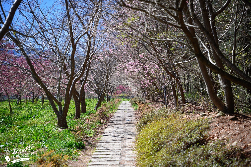 台中福壽山農場｜百櫻園賞櫻花.逛果園.遊客中心吃泡麵~最新雪山之丘飽覽群山之美,福壽山美景玩樂攻略!