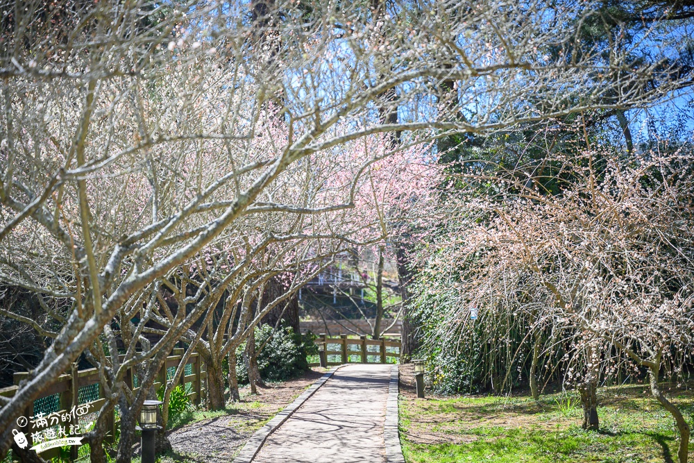 台中福壽山農場｜百櫻園賞櫻花.逛果園.遊客中心吃泡麵~最新雪山之丘飽覽群山之美,福壽山美景玩樂攻略!