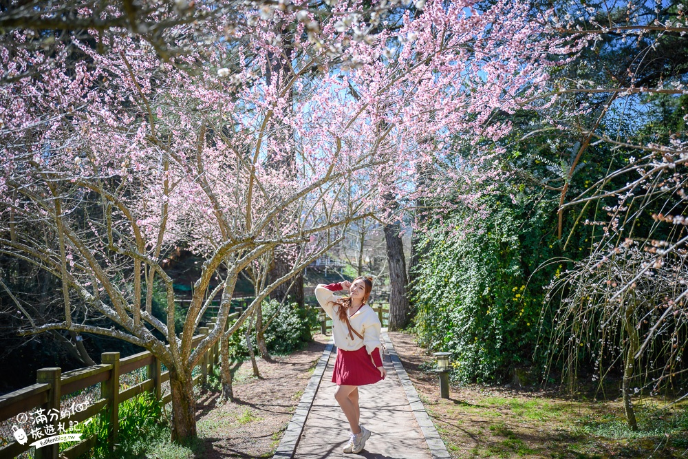 台中福壽山農場｜百櫻園賞櫻花.逛果園.遊客中心吃泡麵~最新雪山之丘飽覽群山之美,福壽山美景玩樂攻略!