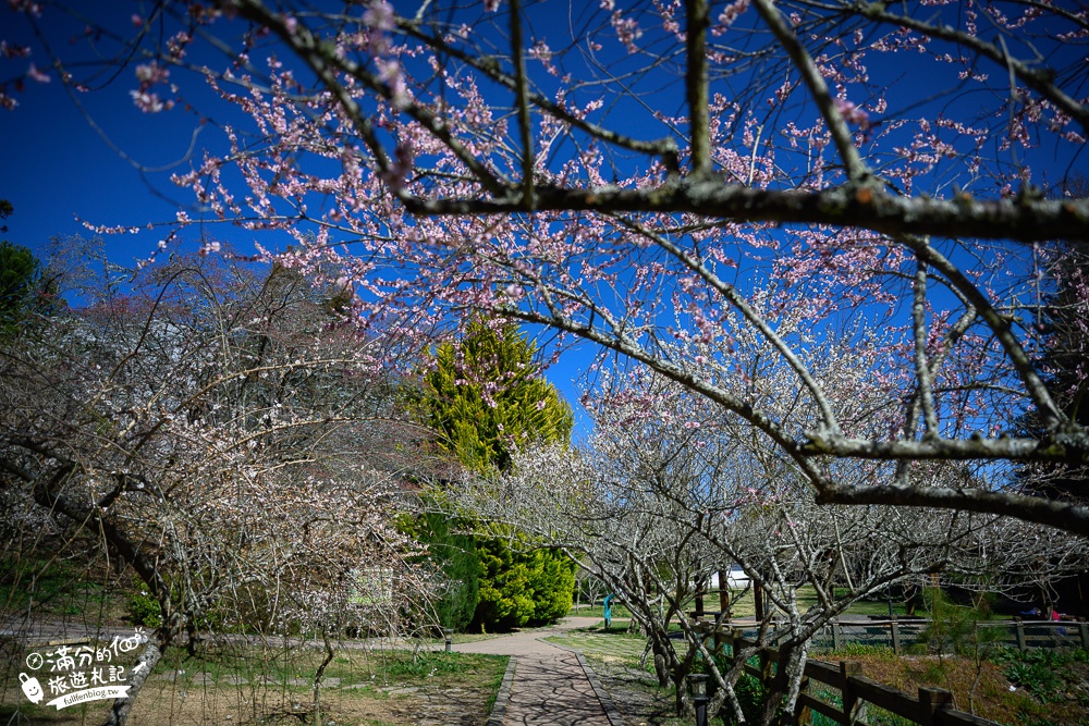 台中福壽山農場｜百櫻園賞櫻花.逛果園.遊客中心吃泡麵~最新雪山之丘飽覽群山之美,福壽山美景玩樂攻略!