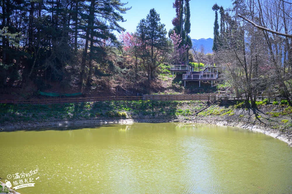 台中福壽山農場｜百櫻園賞櫻花.逛果園.遊客中心吃泡麵~最新雪山之丘飽覽群山之美,福壽山美景玩樂攻略!