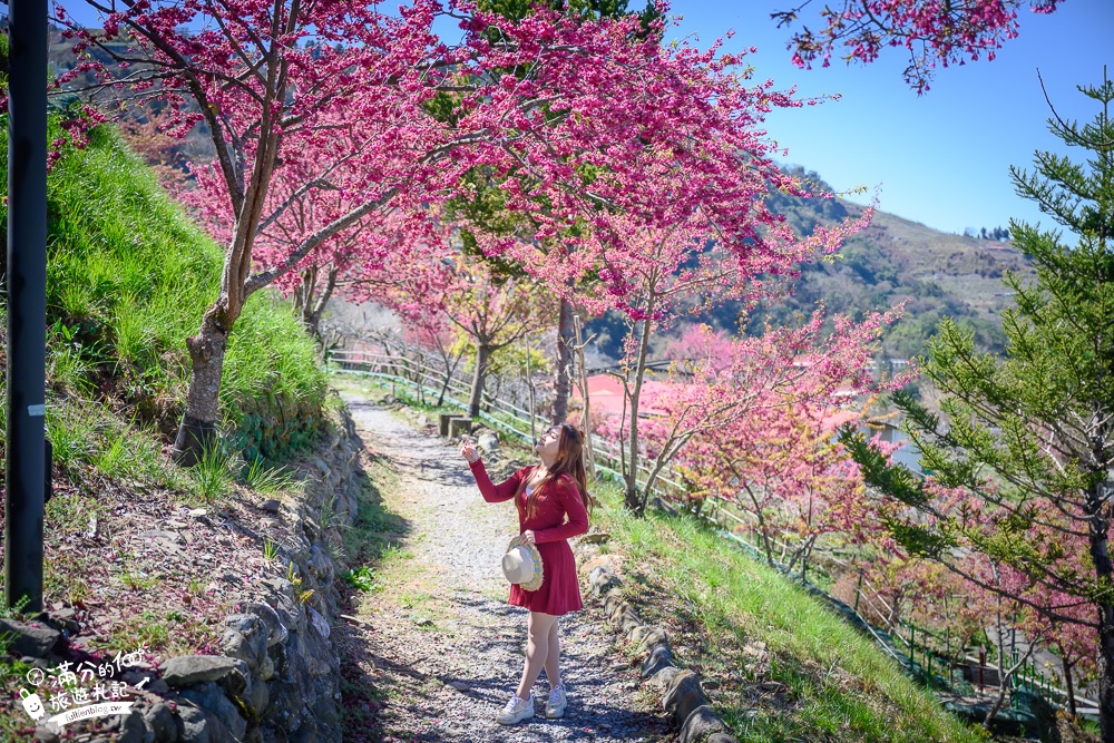 台中景點｜Mqoyat日出幸福-櫻緣丘(免門票)賞櫻花.看日出.望群山.拍雙心~180度超廣場觀山平台!