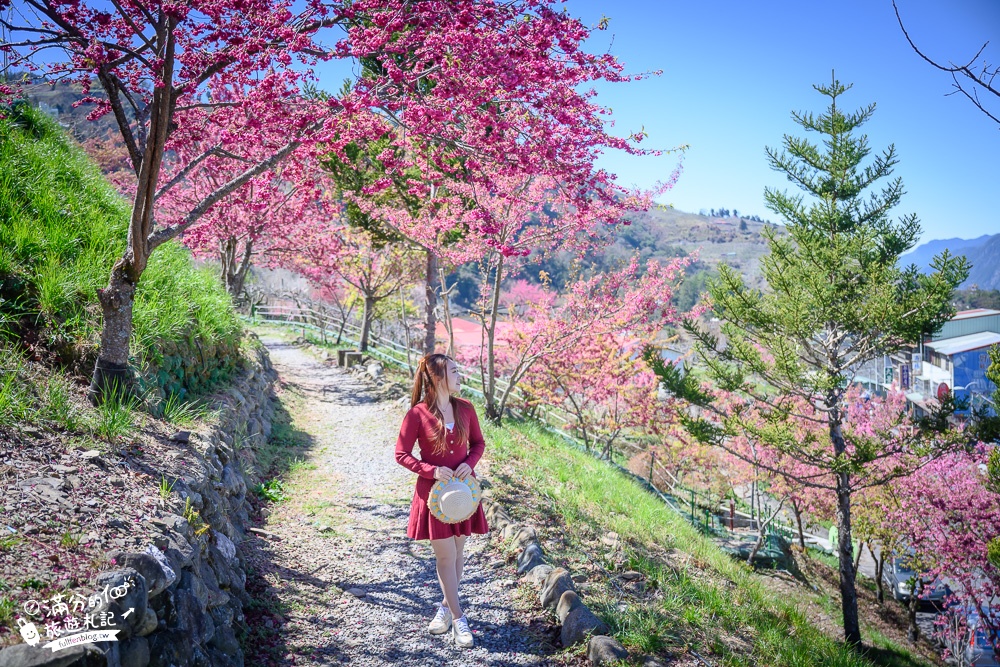 台中景點｜Mqoyat日出幸福-櫻緣丘(免門票)賞櫻花.看日出.望群山.拍雙心~180度超廣場觀山平台!