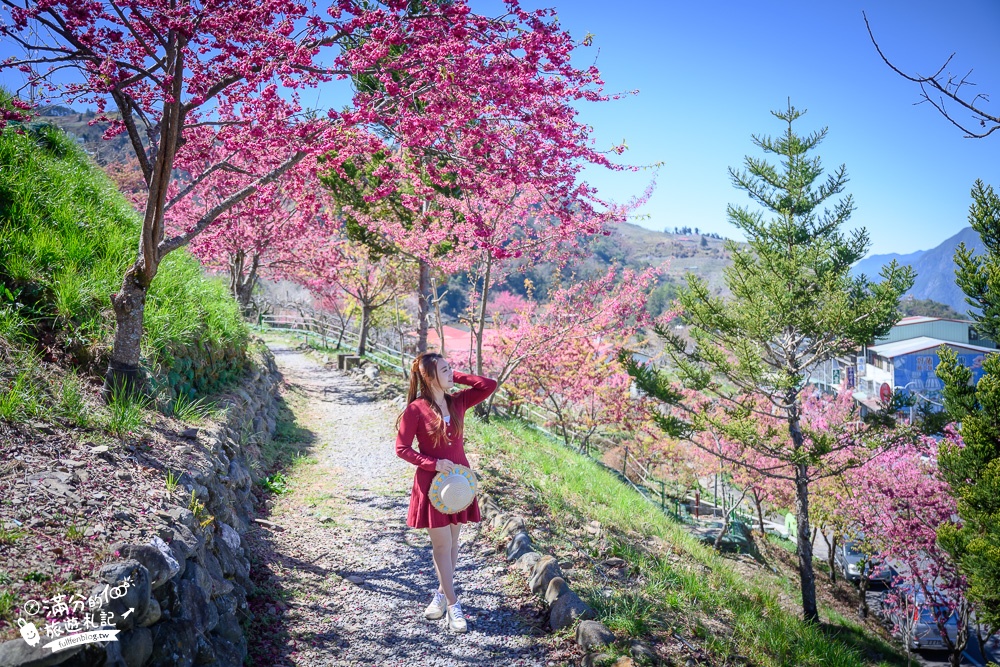 台中景點｜Mqoyat日出幸福-櫻緣丘(免門票)賞櫻花.看日出.望群山.拍雙心~180度超廣場觀山平台!