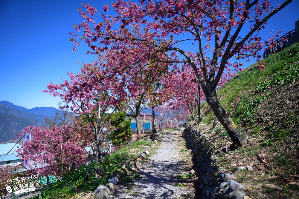 台中景點｜Mqoyat日出幸福-櫻緣丘(免門票)賞櫻花.看日出.望群山.拍雙心~180度超廣場觀山平台!