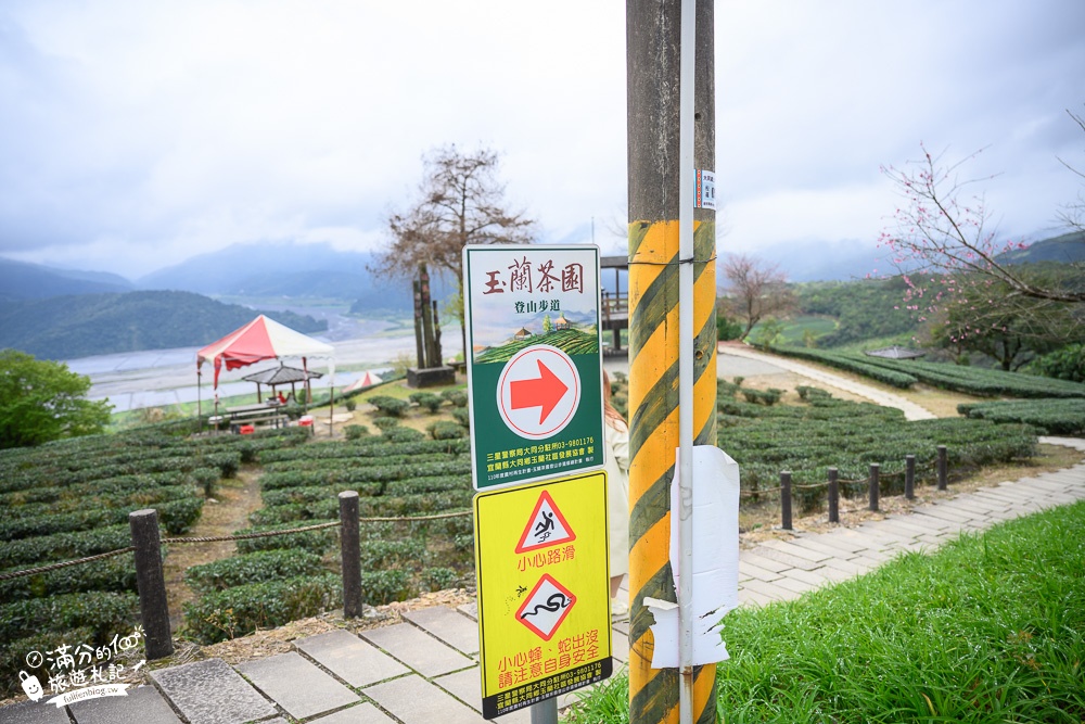 宜蘭景點｜玉蘭茶園(免門票)望山景.看蘭陽平原.賞櫻花.體驗在茶田中泡茶,必吃炸茶葉超特別!