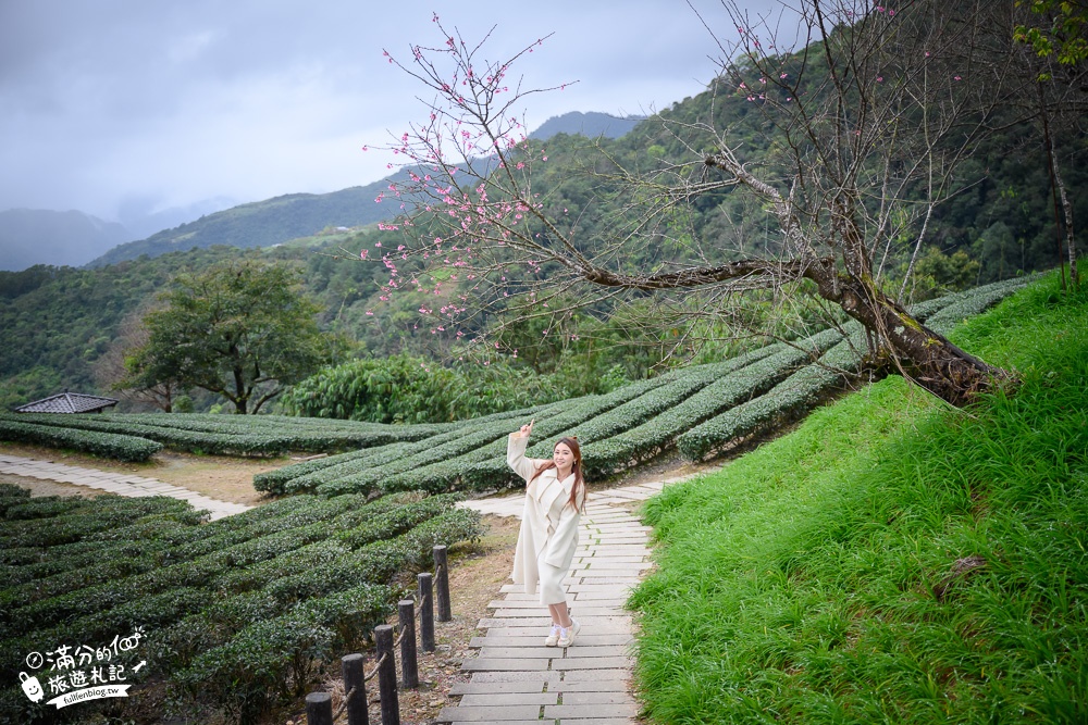 宜蘭景點｜玉蘭茶園(免門票)望山景.看蘭陽平原.賞櫻花.體驗在茶田中泡茶,必吃炸茶葉超特別!