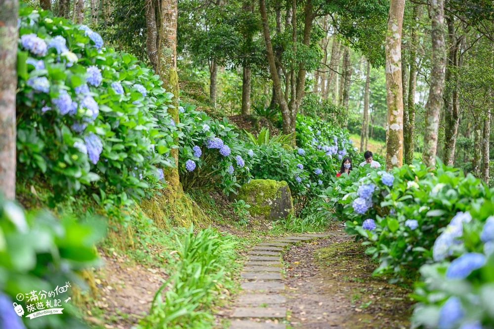 台東【太麻里青山農場】金針山上的繡球花園綻放中,賞繡球.喝咖啡.望金針山~口袋私房名單!