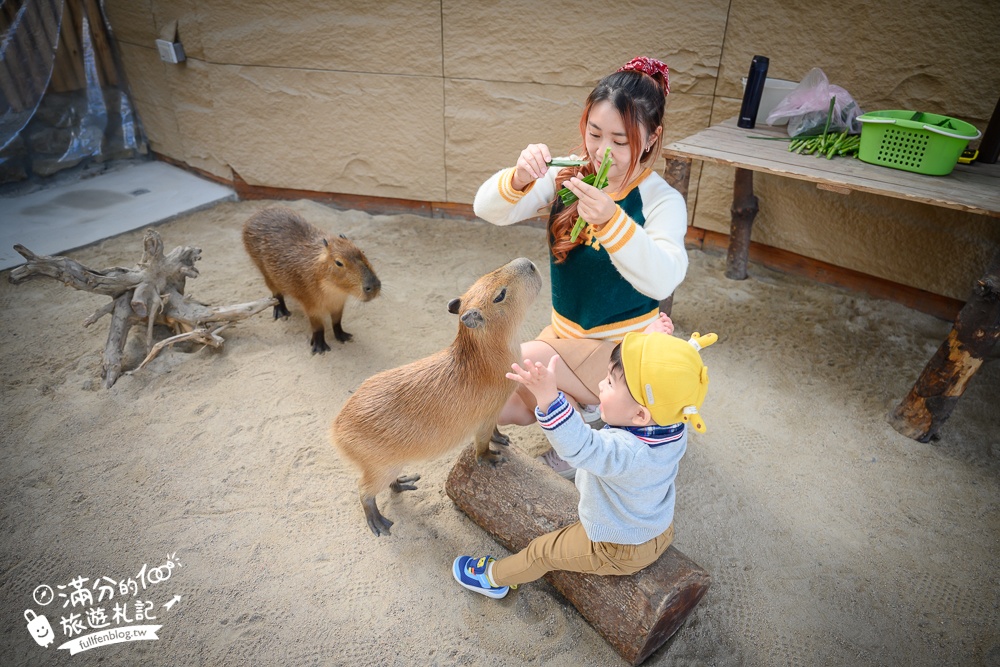 宜蘭【回巢】礁溪荒野沙漠親子農場,最新鸚鵡鳥園超療癒,還有笑笑羊.天竺鼠.水豚陪你玩!