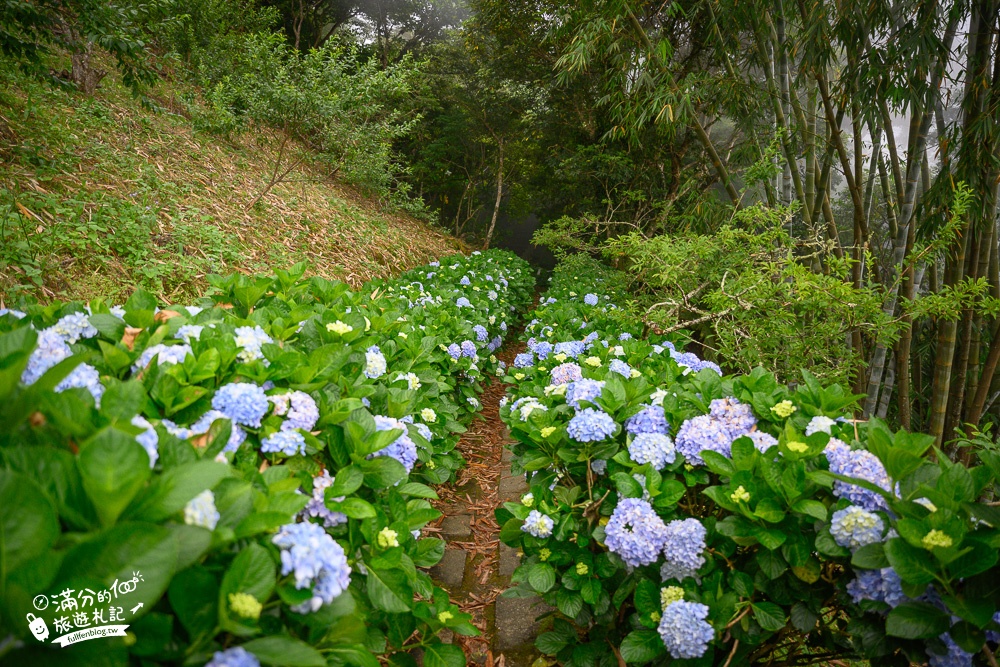 台東【太麻里青山農場】金針山上的繡球花園綻放中,賞繡球.喝咖啡.望金針山~口袋私房名單!