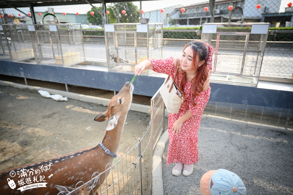 高雄【嘎逼&牛奶互動園區】北高雄最新可愛動物農場,水豚羊駝小鹿狐獴大集合!