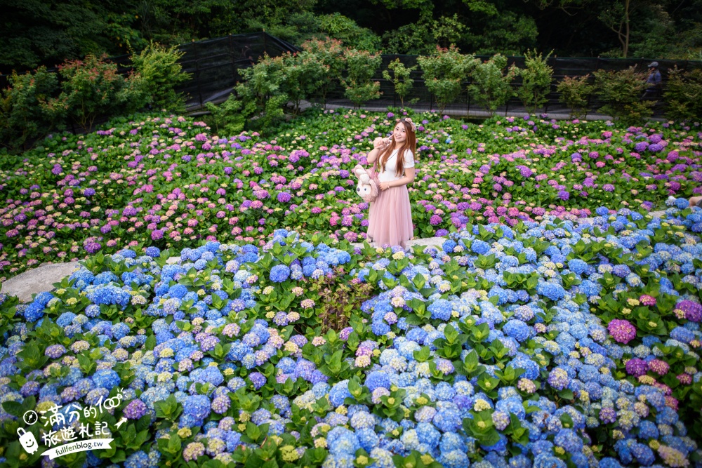 【2024大梯田繡球花卉生態農園】最新花況&門票資訊,竹竹湖繡球花梯田,花團錦簇魅力誘惑！