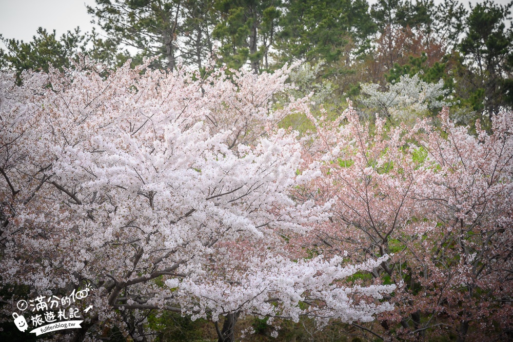 【2024釜山賞櫻景點推薦】TOP.10個釜山熱門櫻花景點攻略.不可錯過的釜山賞櫻秘境!