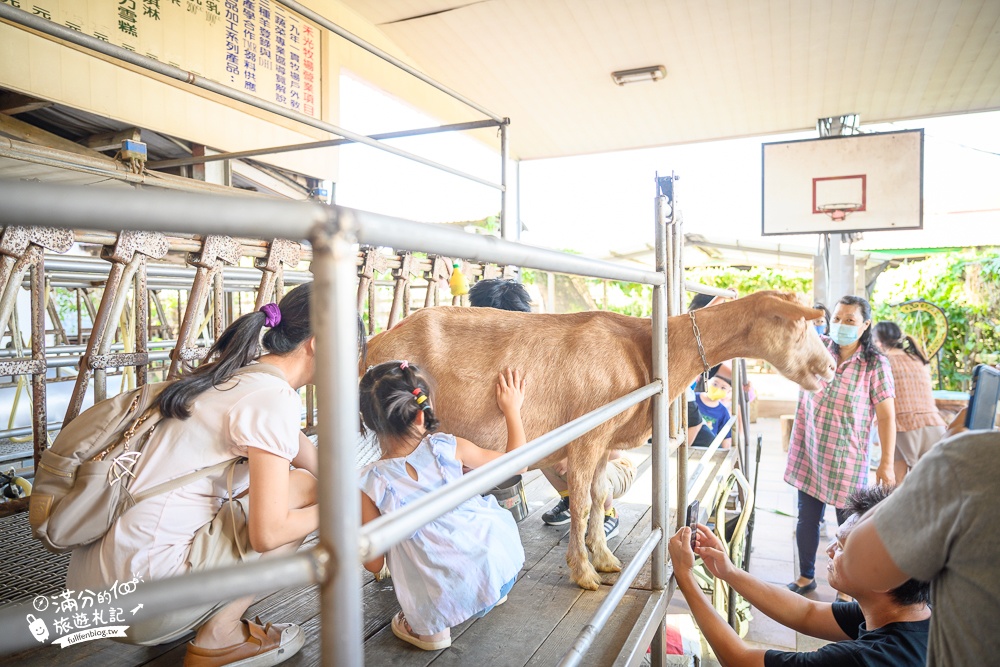 高雄景點【禾光牧場羊咩咩的家】高雄免門票親子農場,免費體驗擠羊奶.喝羊奶.玩沙坑.不限時割牧草餵羊好好玩!