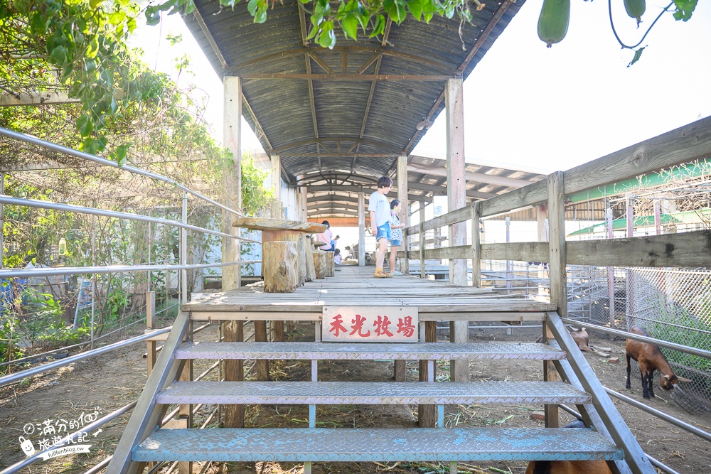 高雄景點【禾光牧場羊咩咩的家】高雄免門票親子農場,免費體驗擠羊奶.喝羊奶.玩沙坑.不限時割牧草餵羊好好玩!