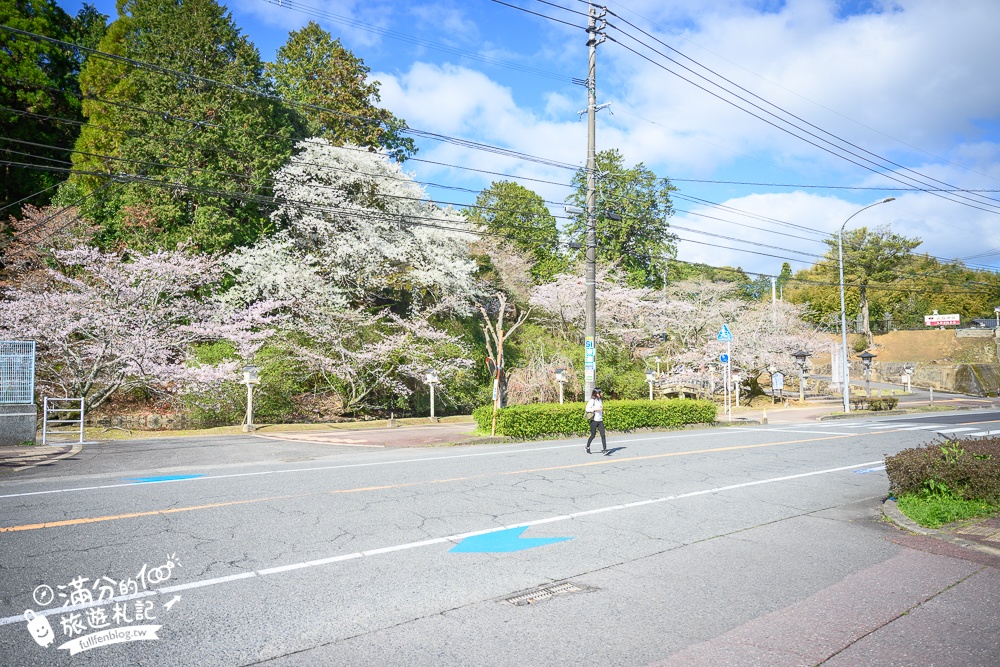 【2024武雄神社】佐賀櫻花景點推薦,看大楠神木.賞櫻花.鳥居櫻花超迷人!