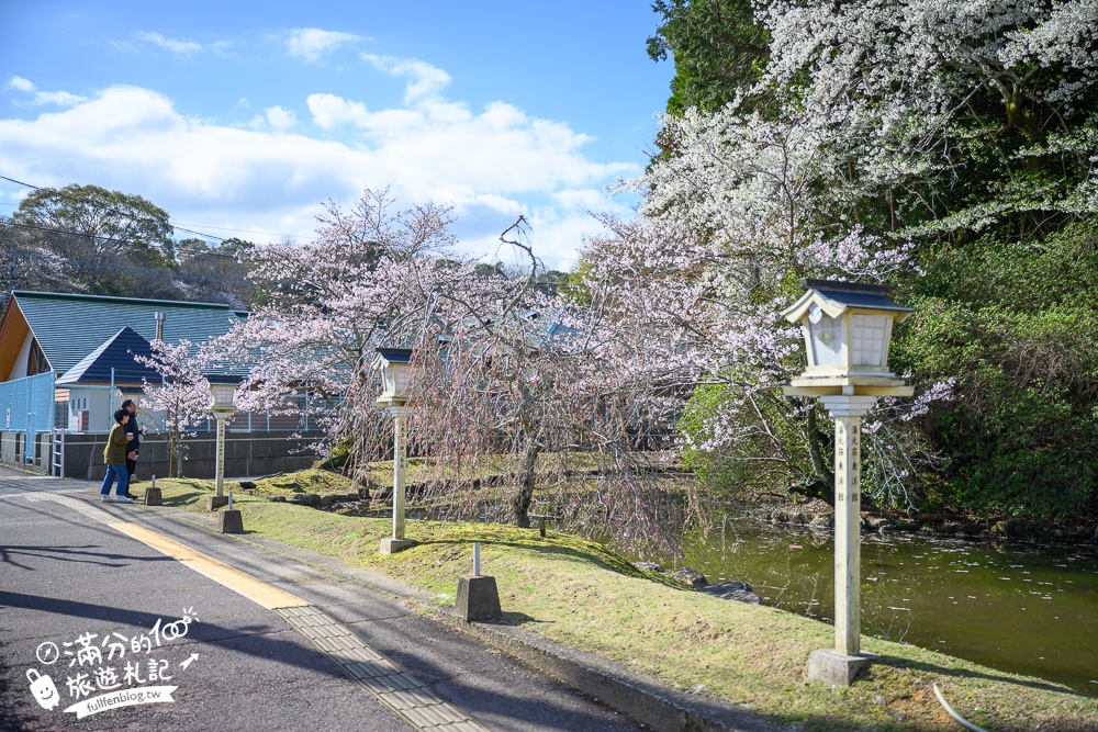 【2024武雄神社】佐賀櫻花景點推薦,看大楠神木.賞櫻花.鳥居櫻花超迷人!