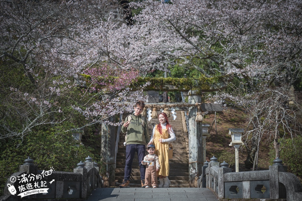 【2024武雄神社】佐賀櫻花景點推薦,看大楠神木.賞櫻花.鳥居櫻花超迷人!