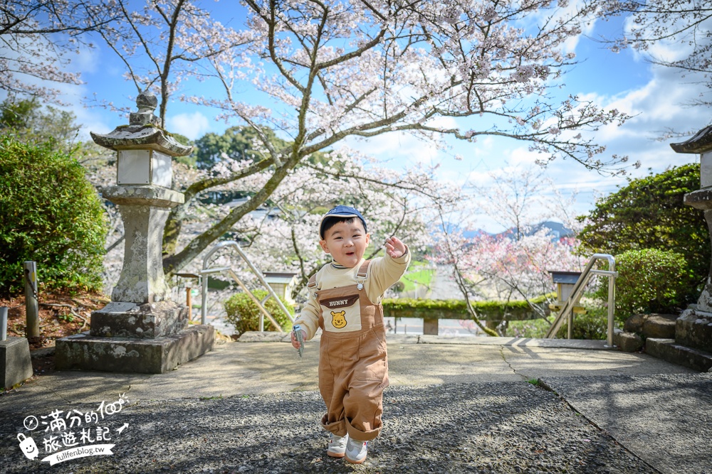 【2024武雄神社】佐賀櫻花景點推薦,看大楠神木.賞櫻花.鳥居櫻花超迷人!