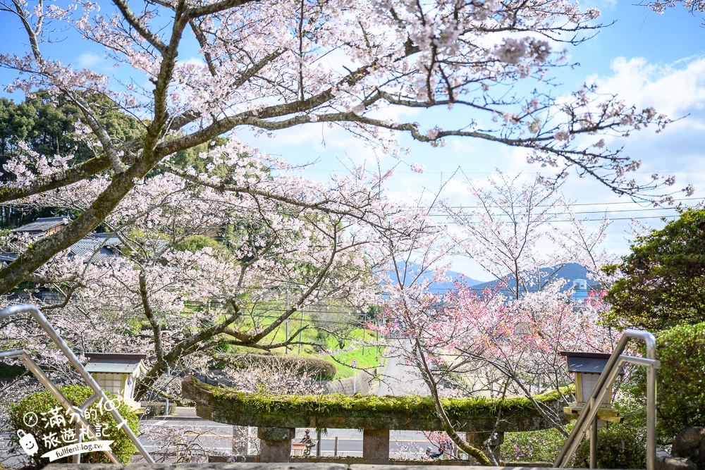 【2024武雄神社】佐賀櫻花景點推薦,看大楠神木.賞櫻花.鳥居櫻花超迷人!