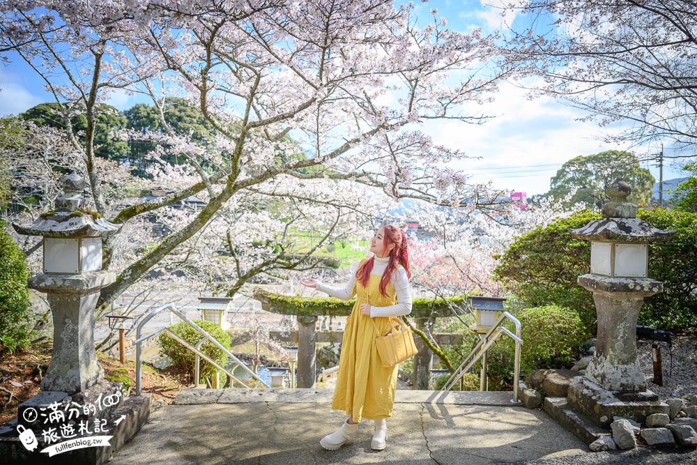 【2024武雄神社】佐賀櫻花景點推薦,看大楠神木.賞櫻花.鳥居櫻花超迷人!