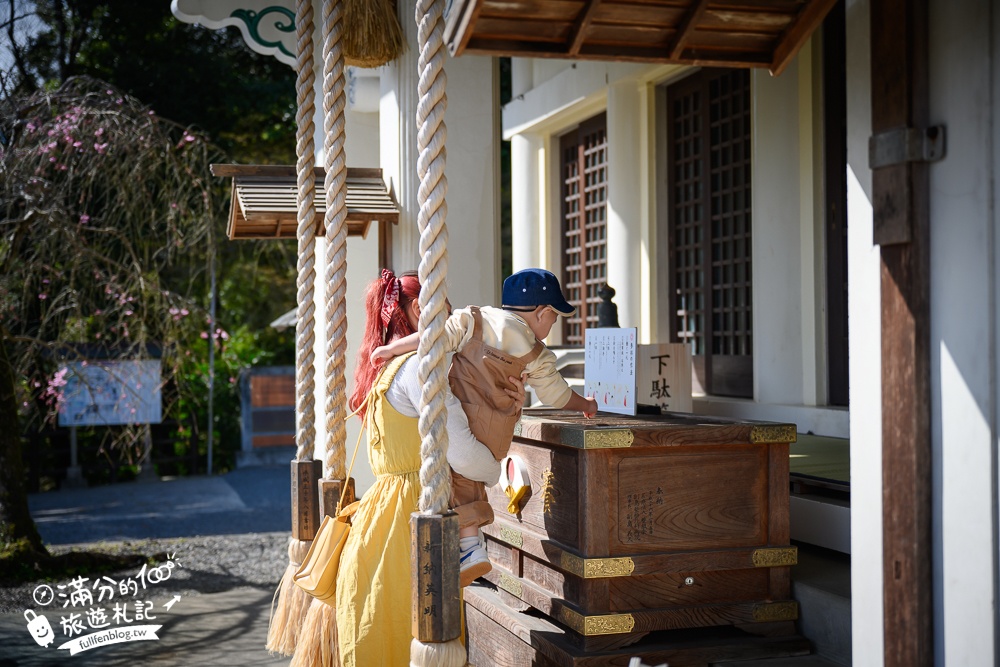 【2024武雄神社】佐賀櫻花景點推薦,看大楠神木.賞櫻花.鳥居櫻花超迷人!