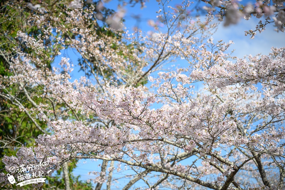 【2024武雄神社】佐賀櫻花景點推薦,看大楠神木.賞櫻花.鳥居櫻花超迷人!