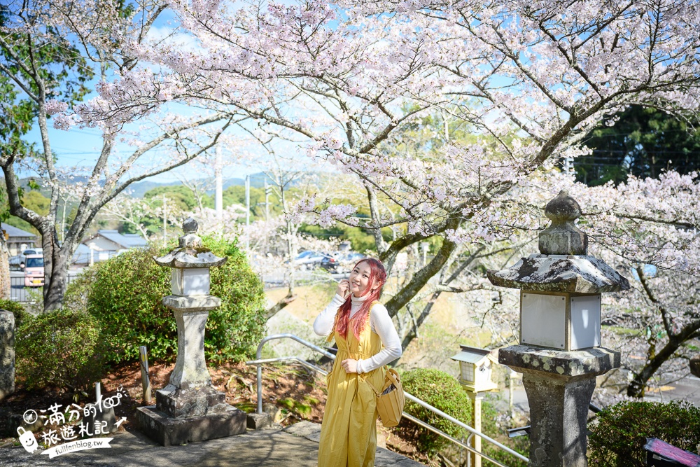 【2024武雄神社】佐賀櫻花景點推薦,看大楠神木.賞櫻花.鳥居櫻花超迷人!