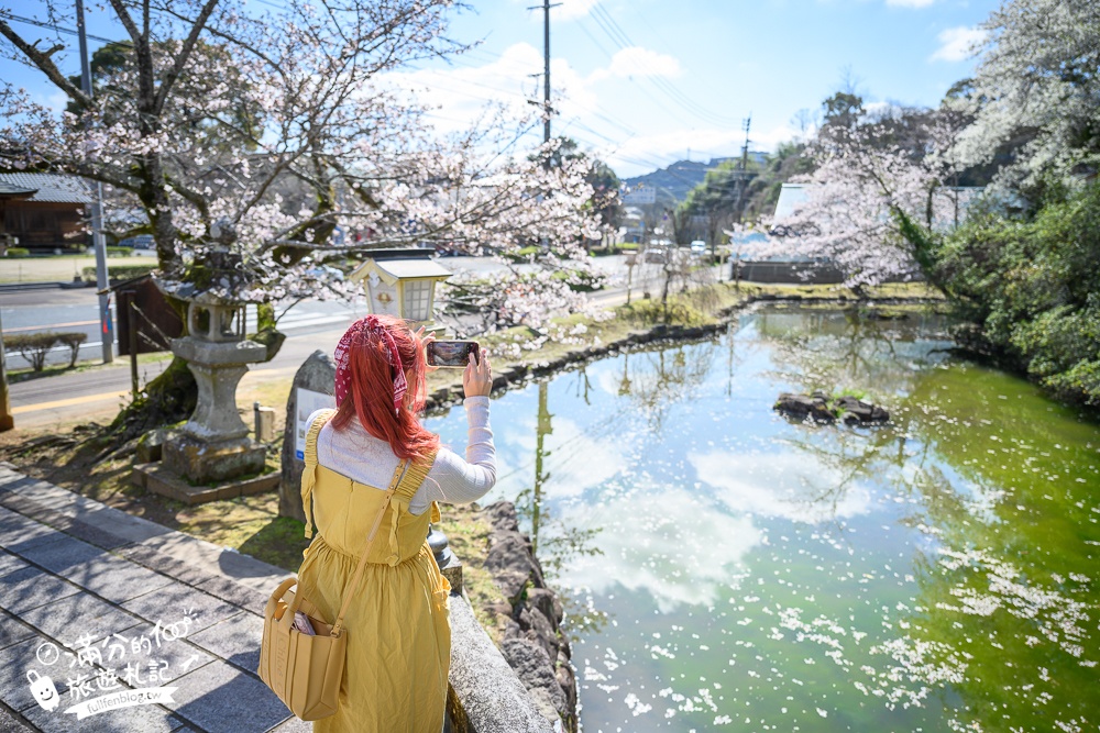 【2024武雄神社】佐賀櫻花景點推薦,看大楠神木.賞櫻花.鳥居櫻花超迷人!