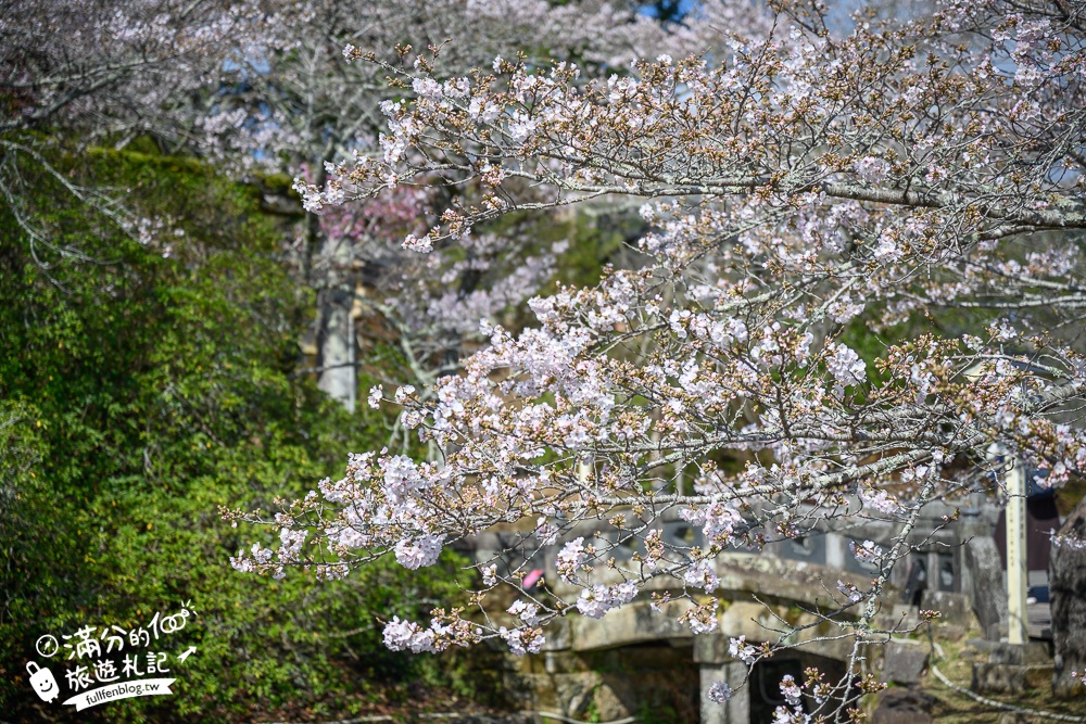 【2024武雄神社】佐賀櫻花景點推薦,看大楠神木.賞櫻花.鳥居櫻花超迷人!