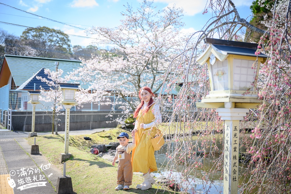 【2024武雄神社】佐賀櫻花景點推薦,看大楠神木.賞櫻花.鳥居櫻花超迷人!