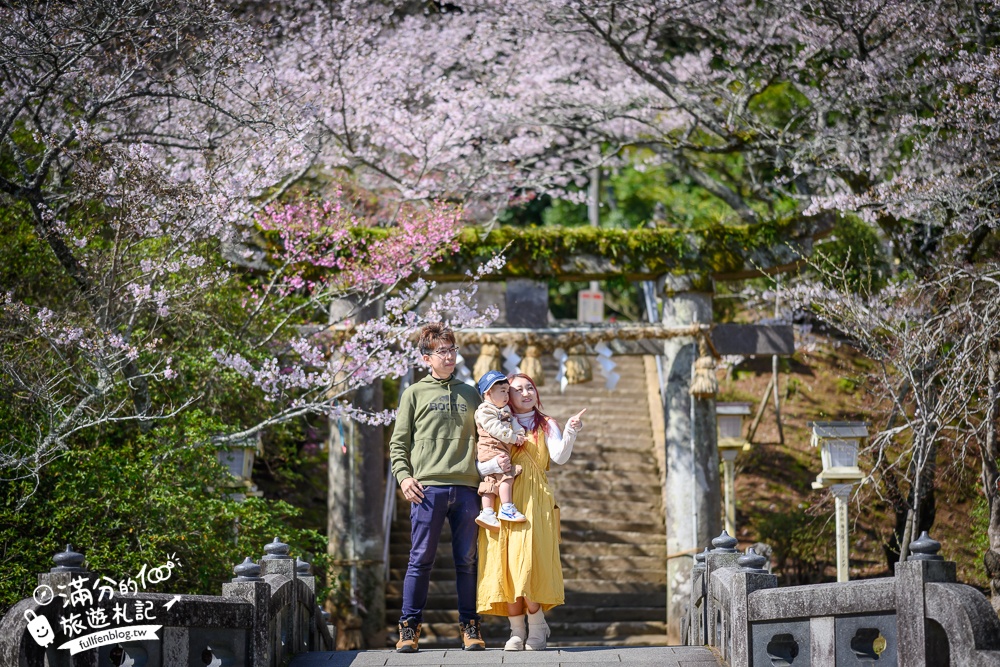 【2024武雄神社】佐賀櫻花景點推薦,看大楠神木.賞櫻花.鳥居櫻花超迷人!