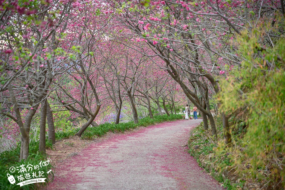 【2024沐心泉休閒農場】一年四季賞花資訊,門票折抵方式.浪漫花況,超療癒的山谷櫻花好迷人!