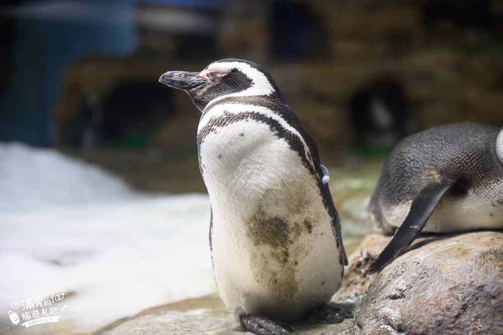 【桃園Blu Night宿海奇遇】夜宿Xpark水族館一泊四食精彩玩,沉浸式水族冒險體驗,海景第一排與魚群們一起入眠!