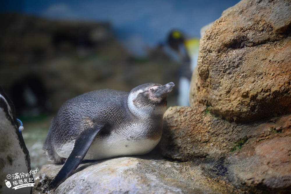 【桃園Blu Night宿海奇遇】夜宿Xpark水族館一泊四食精彩玩,沉浸式水族冒險體驗,海景第一排與魚群們一起入眠!