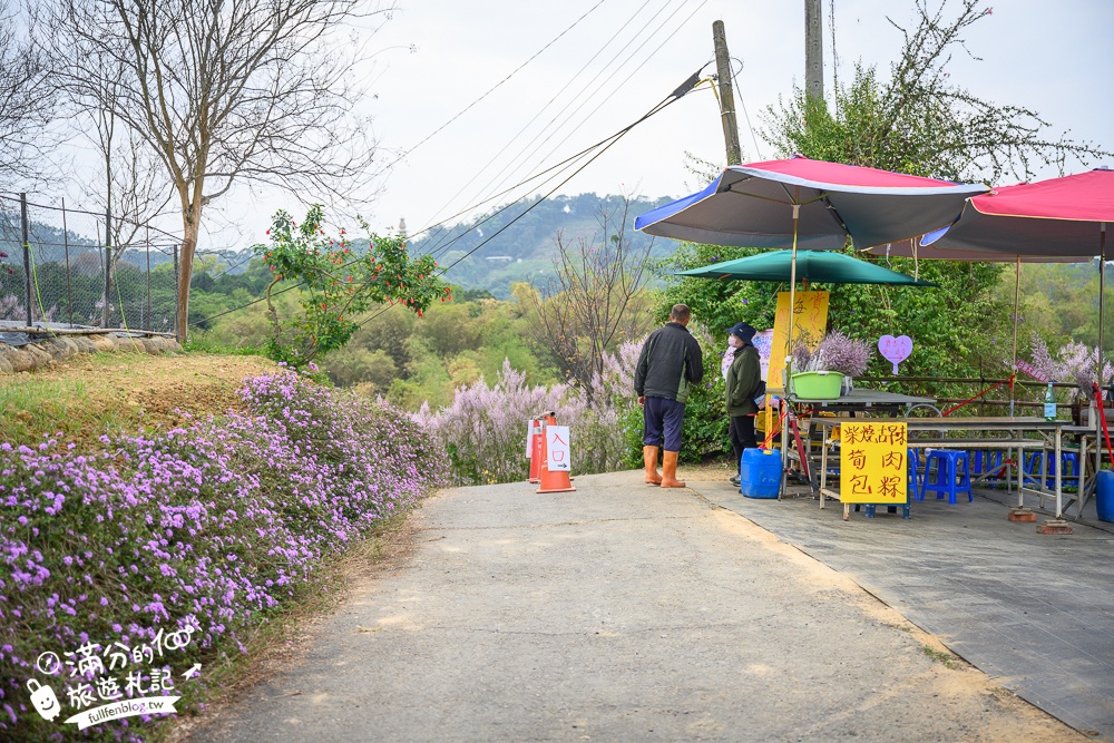 2024【瑰蜜甜心玫瑰園】中寮粉紅山丘麝香木最新花況.門票資訊拍照攻略.櫻花.九重葛.風鈴木.許願藤一起看最強花園秘境!